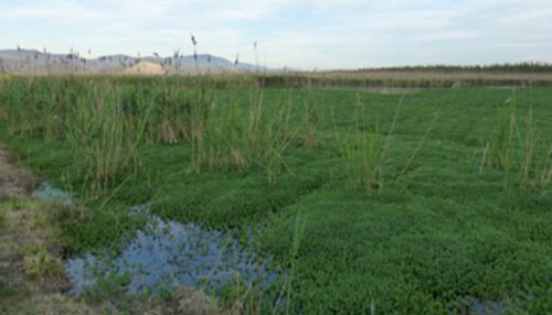 Natural wetland as one management option for the Massaciuccoli lake area 